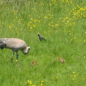Reintroduced cranes have hatched 2 chicks