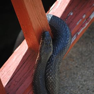 Black Rat Snake