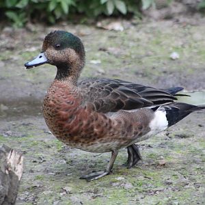 Definitely not a real Chestnut-breasted Teal, 16th May 2014