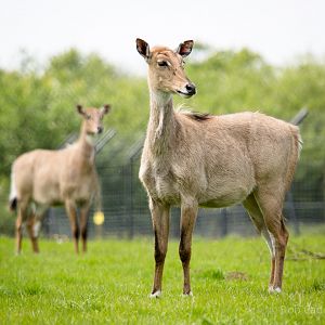 Nilgai : Whipsnade : 16 May 2014