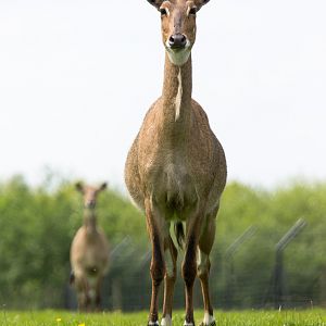 Nilgai : Whipsnade : 16 May 2014