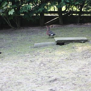 Three hybrids, 16th May 2014