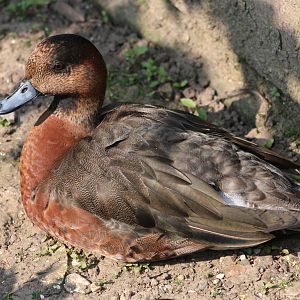 Definitely not a real Chestnut-breasted Teal, 18th May 2014
