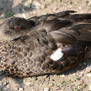 Definitely not a real Chestnut-breasted Teal, 18th May 2014