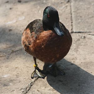 Not a real Chestnut-breasted Teal, 18th May 2014