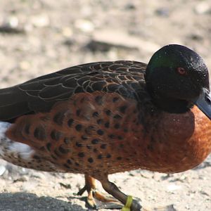 Not a real Chestnut-breasted Teal, 18th May 2014