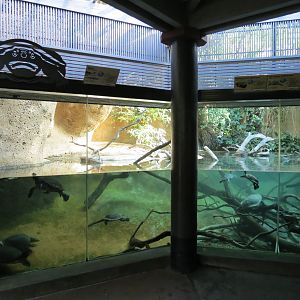 Lost Forest - Tiger River - Gharial and Turtles Exhibit