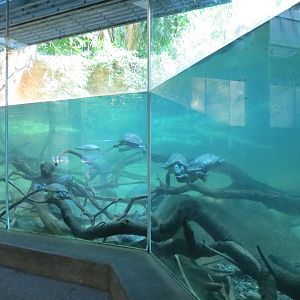 Lost Forest - Tiger River - Gharial and Turtles Exhibit