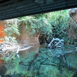 Lost Forest - Tiger River - Gharial and Turtles Exhibit