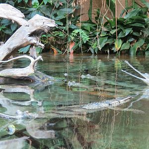 Lost Forest - Tiger River - Gharial and Turtles Exhibit