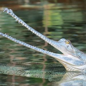Lost Forest - Tiger River - Gharial and Turtles Exhibit
