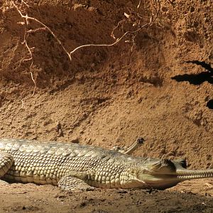 Lost Forest - Tiger River - Gharial and Turtles Exhibit