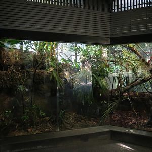 Lost Forest - Tiger River - Coronated Fruit-dove and Others Exhibit