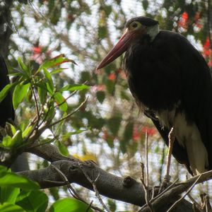 Lost Forest - Tiger River - Marsh Aviary - Storm's Stork