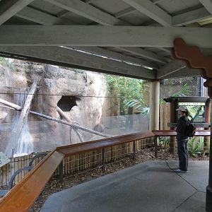 Lost Forest - Tiger River - Fishing Cat Exhibit