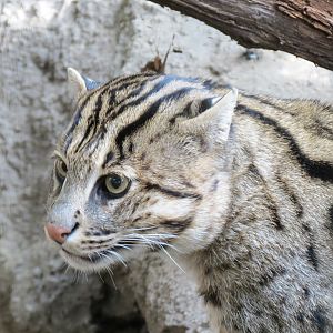 Lost Forest - Tiger River - Fishing Cat Exhibit