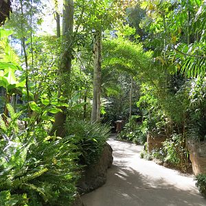 Lost Forest - Tiger River - Path