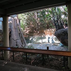 Lost Forest - Tiger River - Malayan Tapir Exhibit