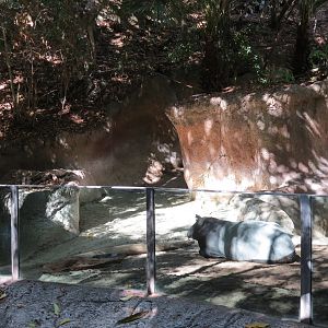 Lost Forest - Tiger River - Malayan Tapir Exhibit