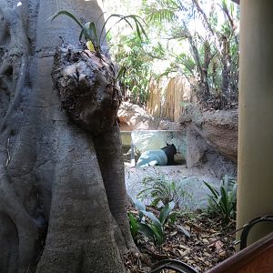 Lost Forest - Tiger River - Malayan Tapir Exhibit