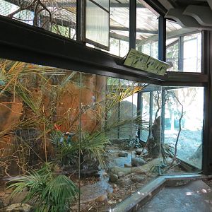Lost Forest - Tiger River - Blue-crowned Hanging Parrot and Others Exhibit