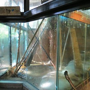 Lost Forest - Tiger River - Burmese Python Exhibit