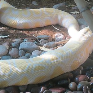 Lost Forest - Tiger River - Burmese Python Exhibit
