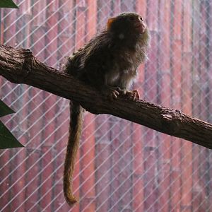 Lost Forest - Tiger River - Pygmy Marmoset Exhibit