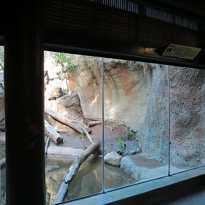 Lost Forest - Tiger River - Malayan Tiger Exhibit