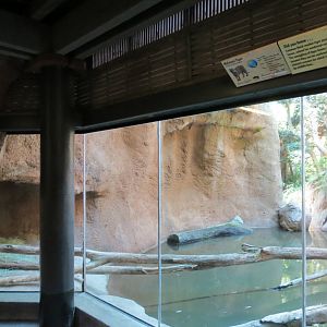 Lost Forest - Tiger River - Malayan Tiger Exhibit