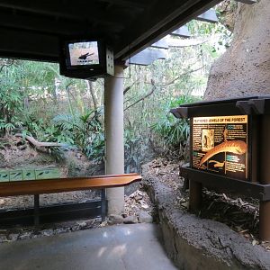 Lost Forest - Tiger River - Malayan Great Argus Pheasant Exhibit
