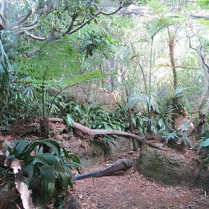 Lost Forest - Tiger River - Malayan Great Argus Pheasant Exhibit