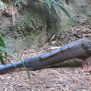 Lost Forest - Tiger River - Malayan Great Argus Pheasant Exhibit