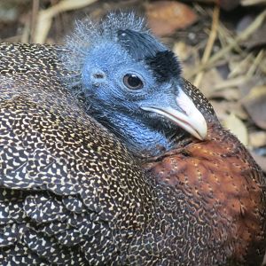 Lost Forest - Tiger River - Malayan Great Argus Pheasant Exhibit