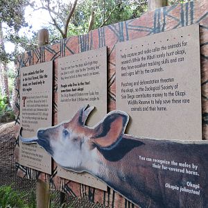Lost Forest - Ituri Forest - Okapi Exhibit