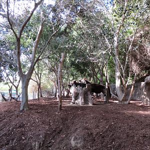 Lost Forest - Ituri Forest - Okapi Exhibit