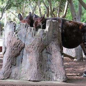 Lost Forest - Ituri Forest - Okapi Exhibit