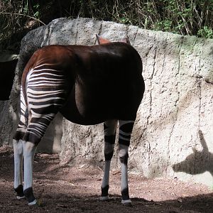 Lost Forest - Ituri Forest - Okapi Exhibit