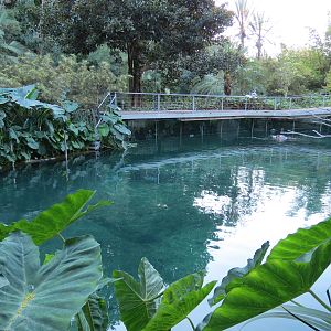 Lost Forest - Ituri Forest - Hippopotamus Exhibit