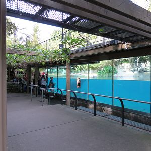 Lost Forest - Ituri Forest - Hippopotamus Exhibit
