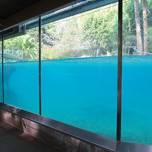 Lost Forest - Ituri Forest - Hippopotamus Exhibit