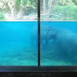 Lost Forest - Ituri Forest - Hippopotamus Exhibit