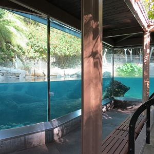 Lost Forest - Ituri Forest - Hippopotamus Exhibit