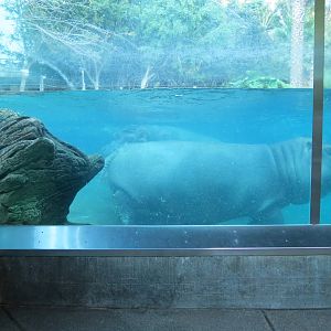 Lost Forest - Ituri Forest - Hippopotamus Exhibit