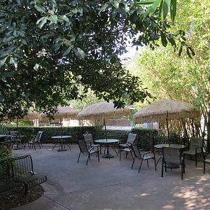 Lost Forest - Ituri Forest - Epulu Village