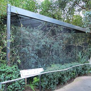 Lost Forest - Ituri Forest - Black-cheeked Lovebird and Others Exhibit