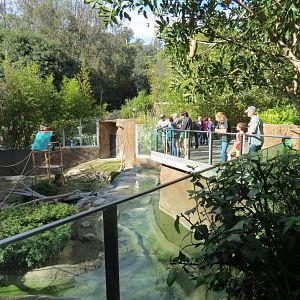 Lost Forest - Ituri Forest - African Spot-necked Otter and Others Exhibit