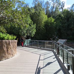 Lost Forest - Ituri Forest - African Spot-necked Otter and Others Exhibit