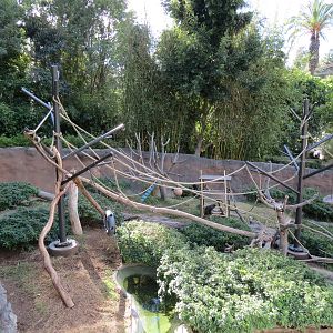 Lost Forest - Ituri Forest - African Spot-necked Otter and Others Exhibit