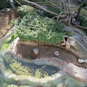 Lost Forest - Ituri Forest - African Spot-necked Otter and Others Exhibit